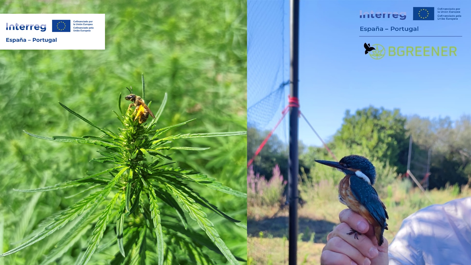 7/11/2024 – I Iberian Hemp Congress and I Iberian Hemp Symposium (BGREENER)