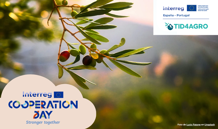 Interreg Cooperation Day: el aceite de oliva, protagonista en la jornada TID4Agro de la EUROACE